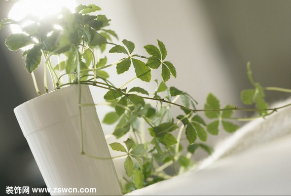家居风水植物